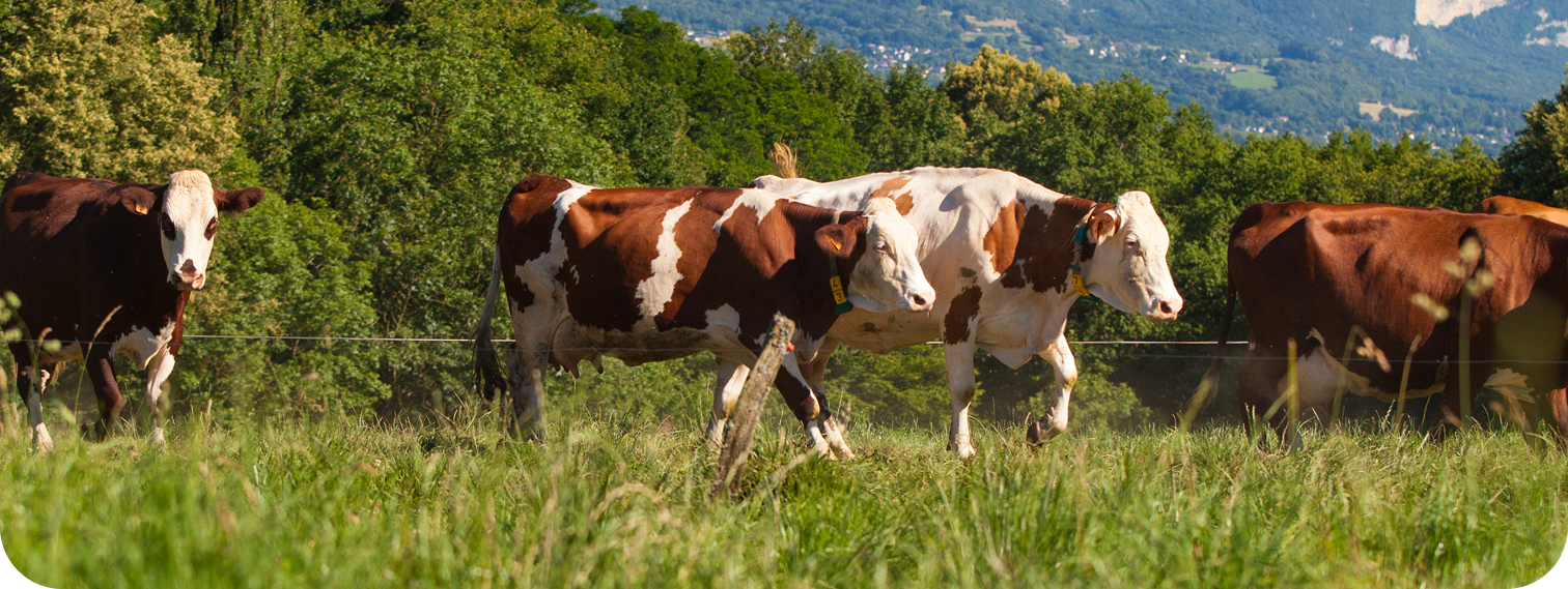 Livestock cows in a field