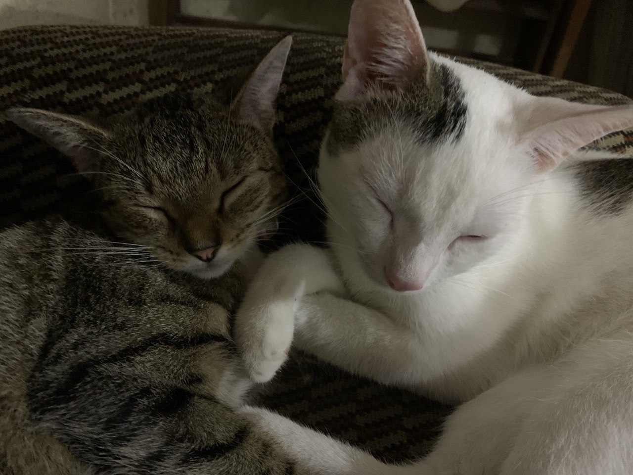 Mochi and Mocha, company pets